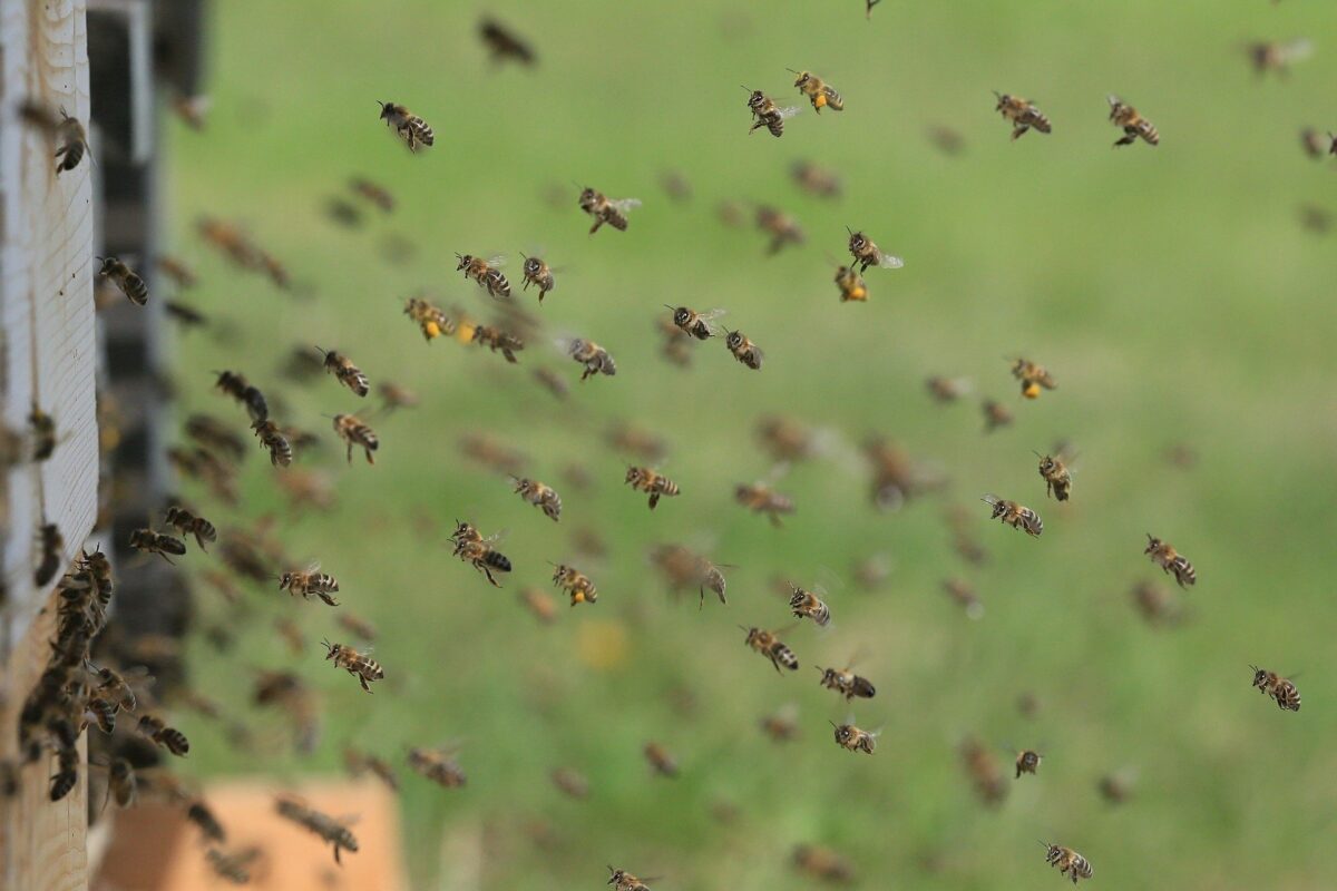 Bienen iin Blieskastel